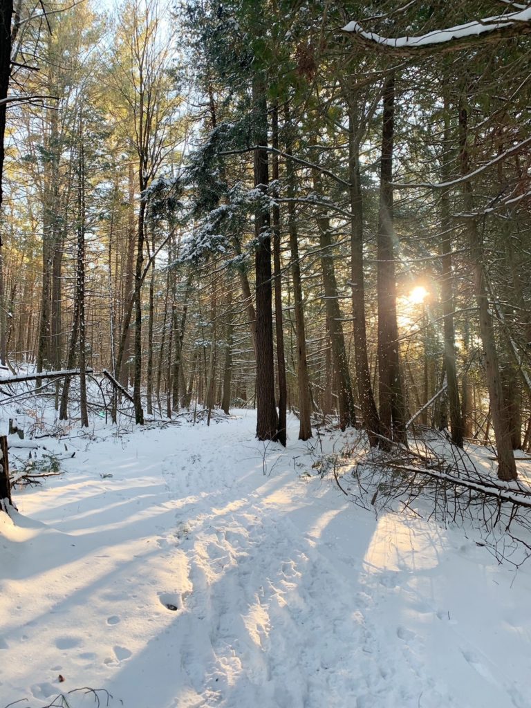 A snowy trail at the H.R. Frink Centre with the sun peeking through the trees